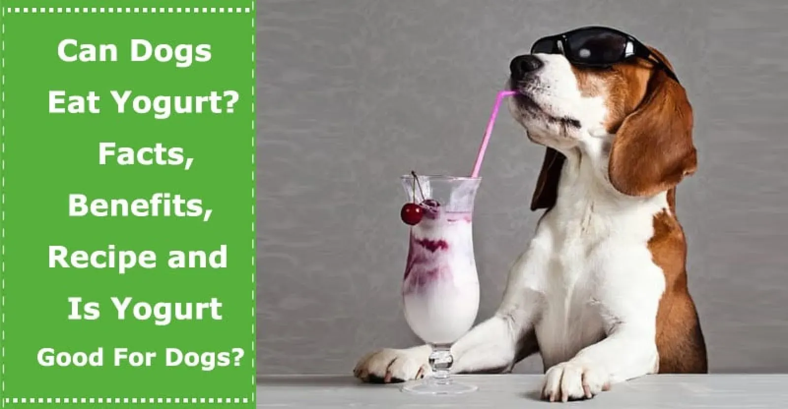 Can Dogs Eat Low Fat Yogurt? The Short Answer