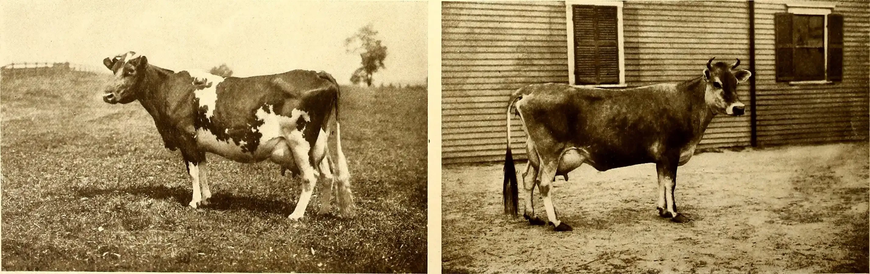 Finding Great Value 1% Low Fat Milk and the Price Tag