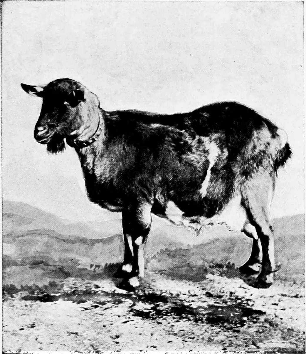Is Goat Milk Low Fat Right for You?