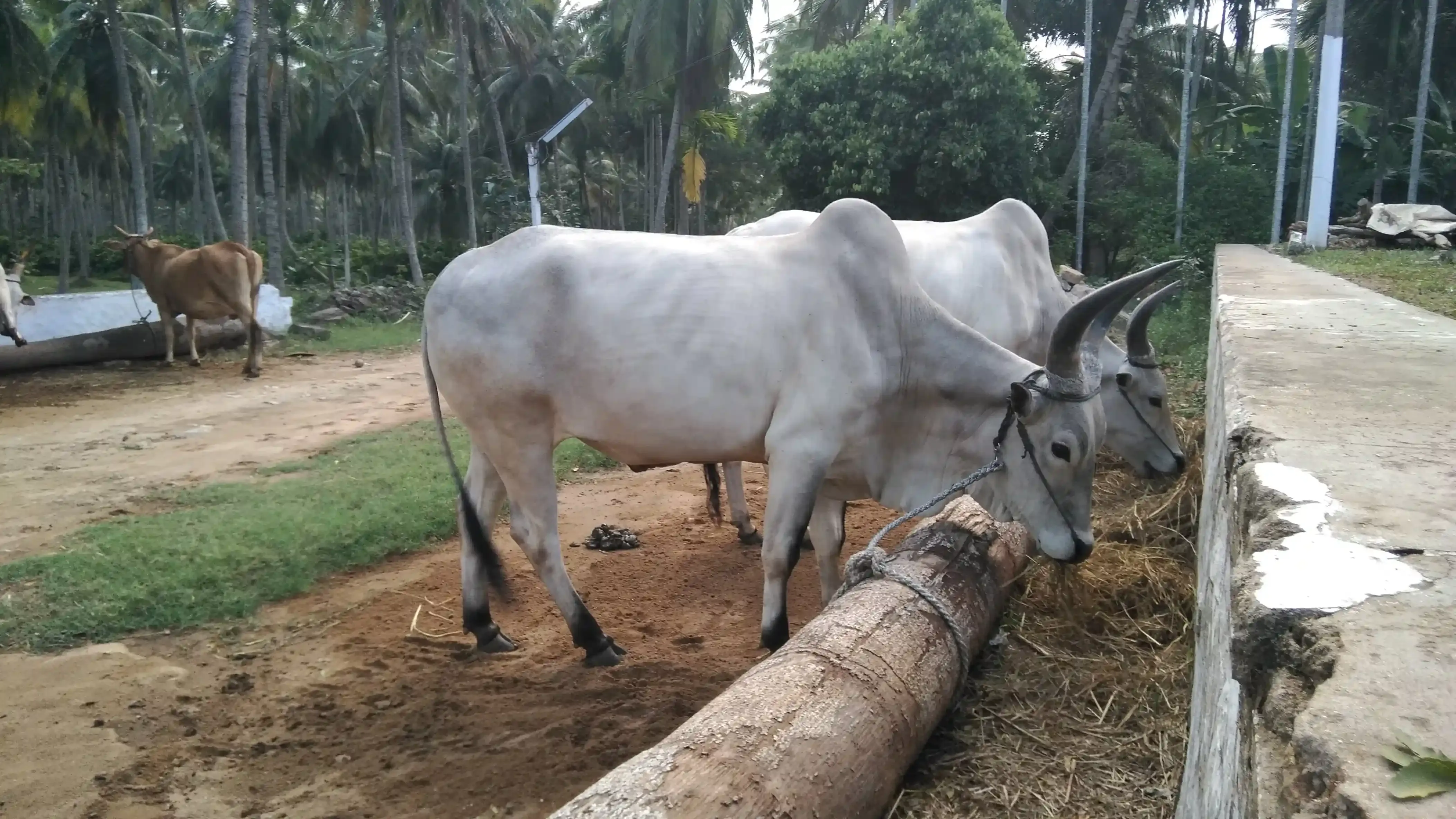 Using Low Fat Milk in Indian Kitchens